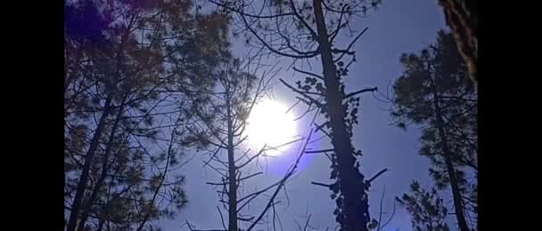 Kino Promieni Słonecznych Pomiędzy Gęstymi Drzewami Leśnymi — Wideo stockowe