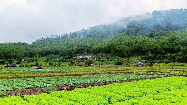 Vue Paysage Plantation Légumes Verts Avec Fond Montagne Ciel Bleu — Photo