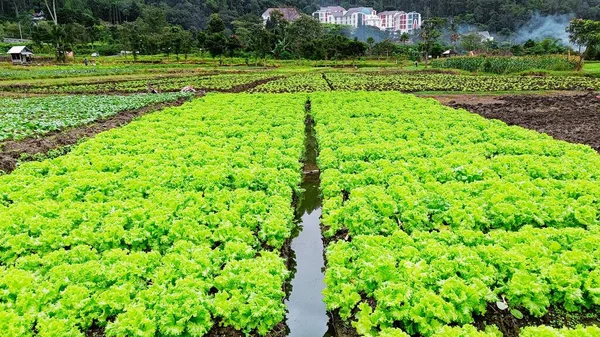 Beautiful Land Green Vegetable Plantation Farming Village Mountain Panorama — Stock Photo, Image