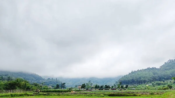 Veduta Paesaggistica Piantagione Vegetale Verde Con Sfondo Montagna Cielo Blu — Foto Stock