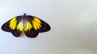 Yellow and black butterfly insect landed on the white wall clipart