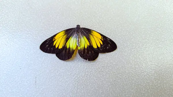 stock image Yellow and black butterfly insect landed on the white wall