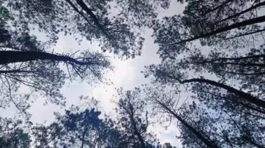 Alt açı çam ormanı, uzun ağaçlar ve kalın yapraklarla