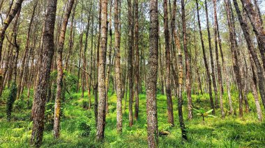 yeşil orman atmosferi ve yüksek çam ağaçları