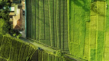Gökyüzünün güzel manzarası yeşil yemyeşil pirinç tarlaları