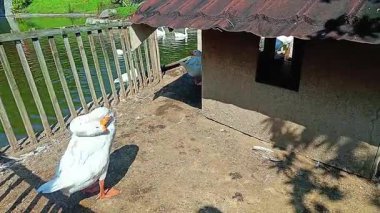 Gölün kenarında bambudan yapılmış bir kafeste beyaz kuğular.