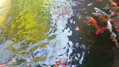 Temiz ve berrak suyla göldeki balık sazan balığının yüksek açılı görüntüsü