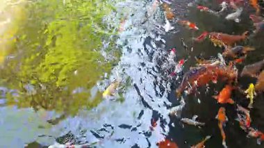 Temiz ve berrak suyla göldeki balık sazan balığının yüksek açılı görüntüsü