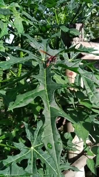 Σφήκα Φύλλα Παπάγια — Αρχείο Βίντεο