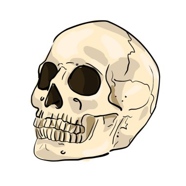 Eski sarı insan kafatası. Beyaz arkaplanda çizgi film çizimi