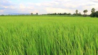 Güzel yeşil pirinç tarlası