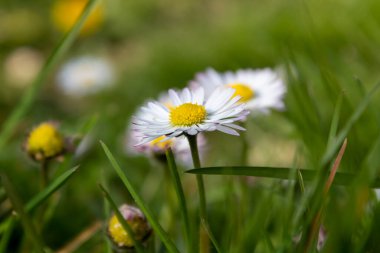 Baharın başında papatya