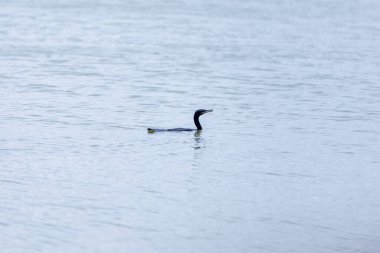 Sakin kumsalda küçük dalgalı beyaz kuş