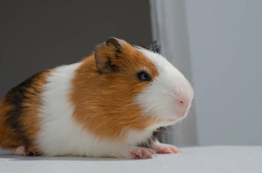 Hayvanlar için sevgi kavramı! Büyüleyici bir kobay, gerekli hayvan ve kemirgen bakımını gösteriyor..