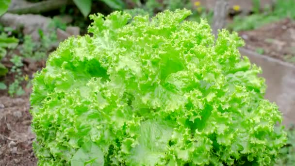 Салат Crisp Lettuce Перфектная Деталь Леттуса Захватывающая Жизнеспособность Зеленых Листьев — стоковое видео