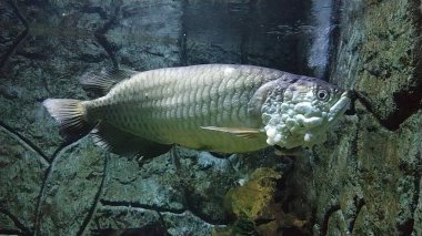 Papua adasından Arowana Papua (Scleropages Jardinii) isimli bir Endonezya balığı bir akvaryumda yüzer..