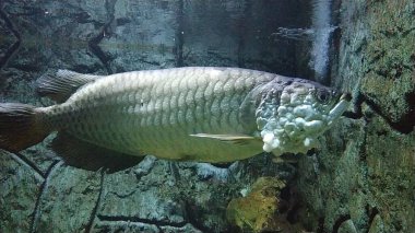 Papua adasından Arowana Papua (Scleropages Jardinii) isimli bir Endonezya balığı bir akvaryumda yüzer..