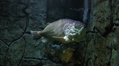 Papua adasından Arowana Papua (Scleropages Jardinii) isimli bir Endonezya balığı bir akvaryumda yüzer..