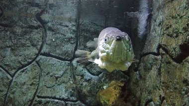 Papua adasından Arowana Papua (Scleropages Jardinii) isimli bir Endonezya balığı bir akvaryumda yüzer..