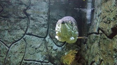 Papua adasından Arowana Papua (Scleropages Jardinii) isimli bir Endonezya balığı bir akvaryumda yüzer..