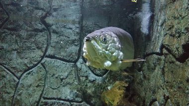 Papua adasından Arowana Papua (Scleropages Jardinii) isimli bir Endonezya balığı bir akvaryumda yüzer..