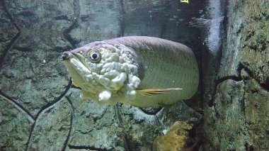 Papua adasından Arowana Papua (Scleropages Jardinii) isimli bir Endonezya balığı bir akvaryumda yüzer..