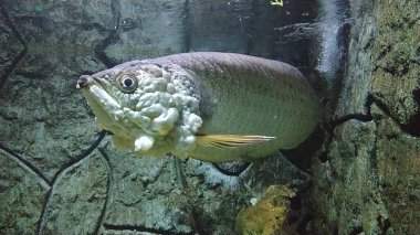 Papua adasından Arowana Papua (Scleropages Jardinii) isimli bir Endonezya balığı bir akvaryumda yüzer..