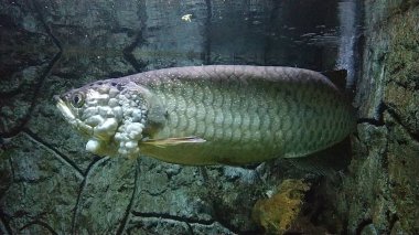 Papua adasından Arowana Papua (Scleropages Jardinii) isimli bir Endonezya balığı bir akvaryumda yüzer..