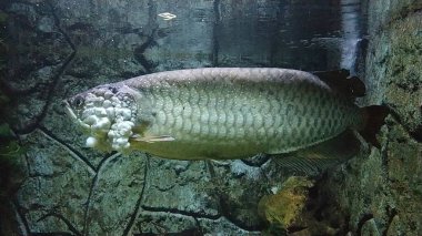 Papua adasından Arowana Papua (Scleropages Jardinii) isimli bir Endonezya balığı bir akvaryumda yüzer..