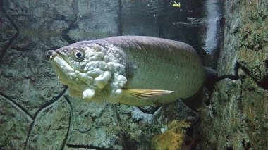 Papua adasından Arowana Papua (Scleropages Jardinii) isimli bir Endonezya balığı bir akvaryumda yüzer..