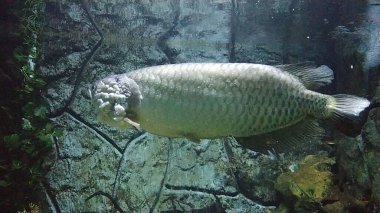 Papua adasından Arowana Papua (Scleropages Jardinii) isimli bir Endonezya balığı bir akvaryumda yüzer..