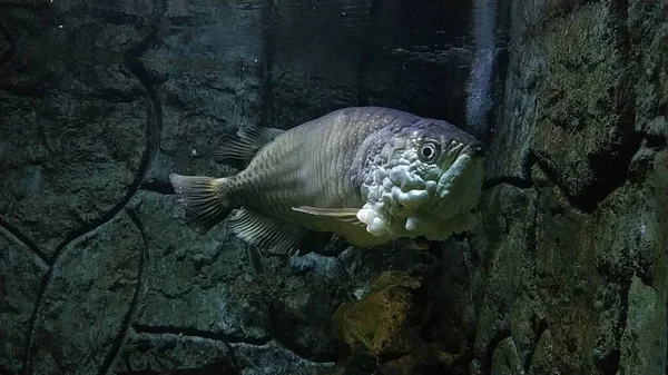 Papua adasından Arowana Papua (Scleropages Jardinii) isimli bir Endonezya balığı bir akvaryumda yüzer..