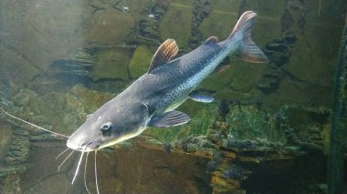 Sualtı fotoğrafçılığı, kırmızı kuyruk yayın balığı (Phractocephalus hemiliopterus). Bu tropikal balık Amazon, Orinoco ve Essequibo nehir havzaları için Güney Amerika yerli.