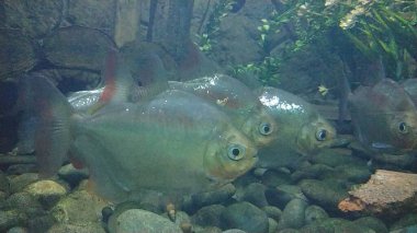 Silver Dollar Fish (Metynnis Argenteus) Swimming on the sea