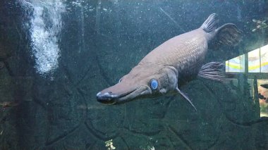 alligator fish (Lepisosteus Platostomus) swim in the River Wildlife scene from nature. Underwater world.