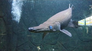 alligator fish (Lepisosteus Platostomus) swim in the River Wildlife scene from nature. Underwater world.