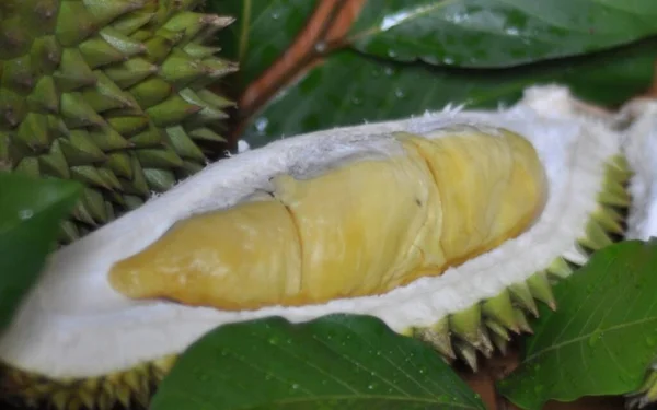 Durian Utuh Dan Diiris Dengan Buah Disajikan Atas Meja Kayu — Stok Foto