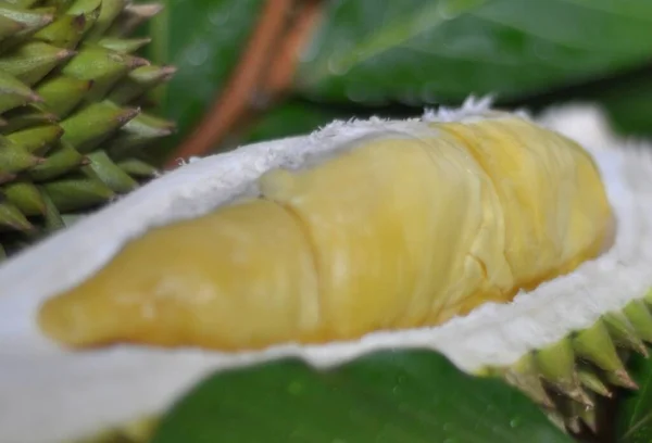 Ganze Und Scheiben Geschnittene Duriane Mit Obst Auf Holztisch Serviert — Stockfoto