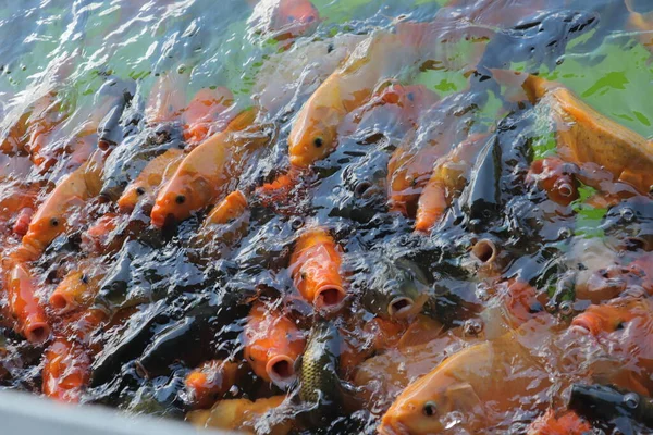 Hermoso Pez Dorado Rojo Nadando Estanque —  Fotos de Stock