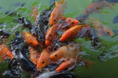 Güzel kırmızı süs balığı gölette yüzüyor.