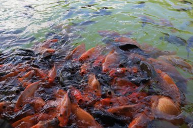 Güzel kırmızı süs balığı gölette yüzüyor.