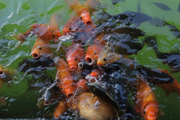 Hermoso Pez Dorado Rojo Nadando Estanque —  Fotos de Stock