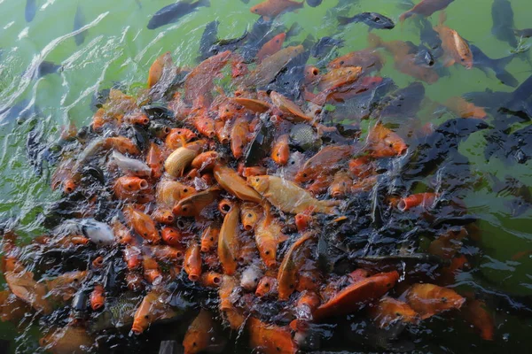 stock image The beautiful red goldfish swimming in the pond