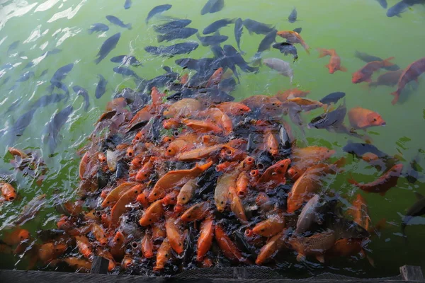 池の中で泳ぐ赤い金魚 — ストック写真