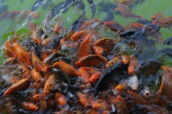 stock image The beautiful red goldfish swimming in the pond