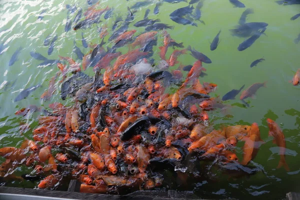 Der Schöne Rote Goldfisch Schwimmt Teich — Stockfoto