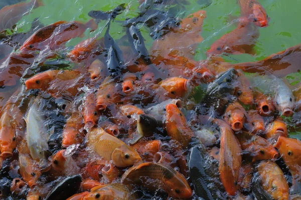 Den Vackra Röda Guldfisken Som Simmar Dammen — Stockfoto