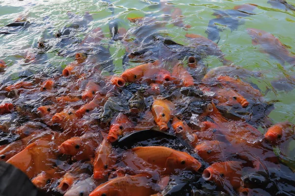 Krásná Červená Zlatá Rybka Plave Rybníce — Stock fotografie