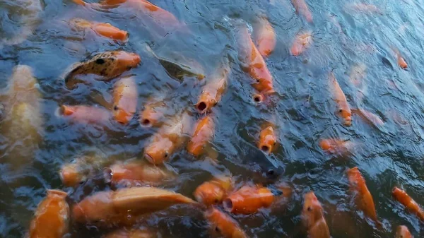 Prachtige Rode Goudvis Die Vijver Zwemt — Stockfoto
