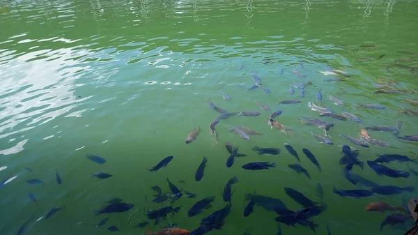 Den Smukke Røde Guldfisk Svømning Dammen - Stock-foto
